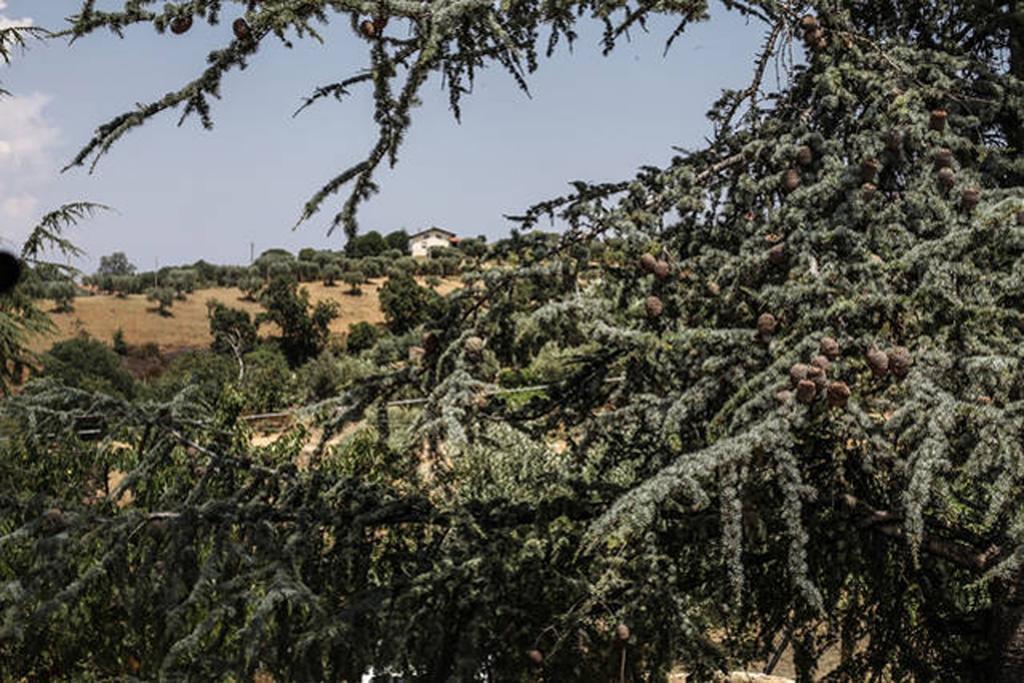 Agriturismo Miracco Atanasio Franco "Il Maniero" Santa Sofia d'Epiro Εξωτερικό φωτογραφία