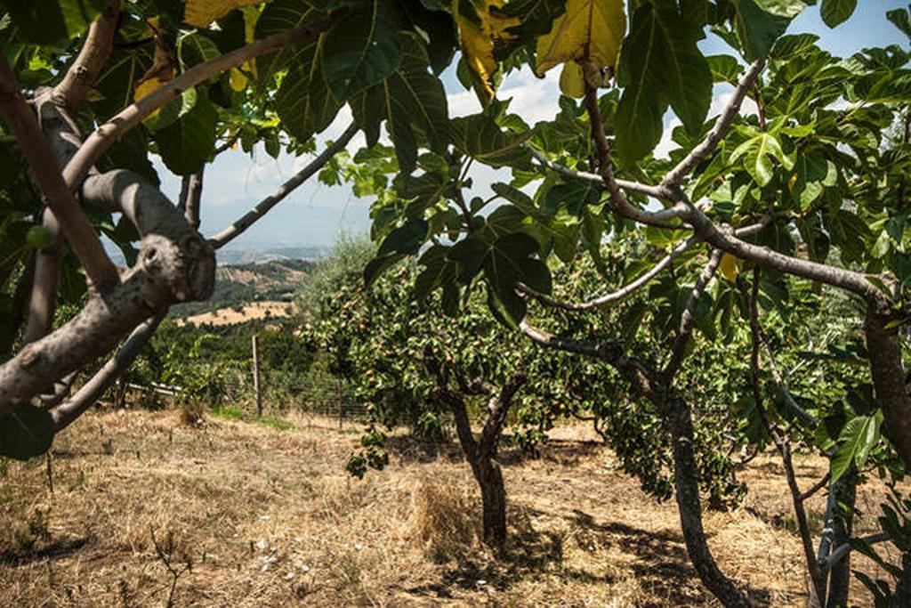 Agriturismo Miracco Atanasio Franco "Il Maniero" Santa Sofia d'Epiro Εξωτερικό φωτογραφία