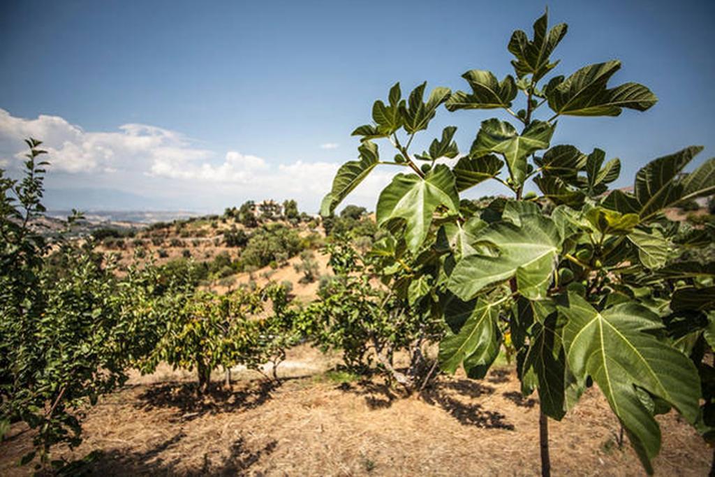 Agriturismo Miracco Atanasio Franco "Il Maniero" Santa Sofia d'Epiro Εξωτερικό φωτογραφία