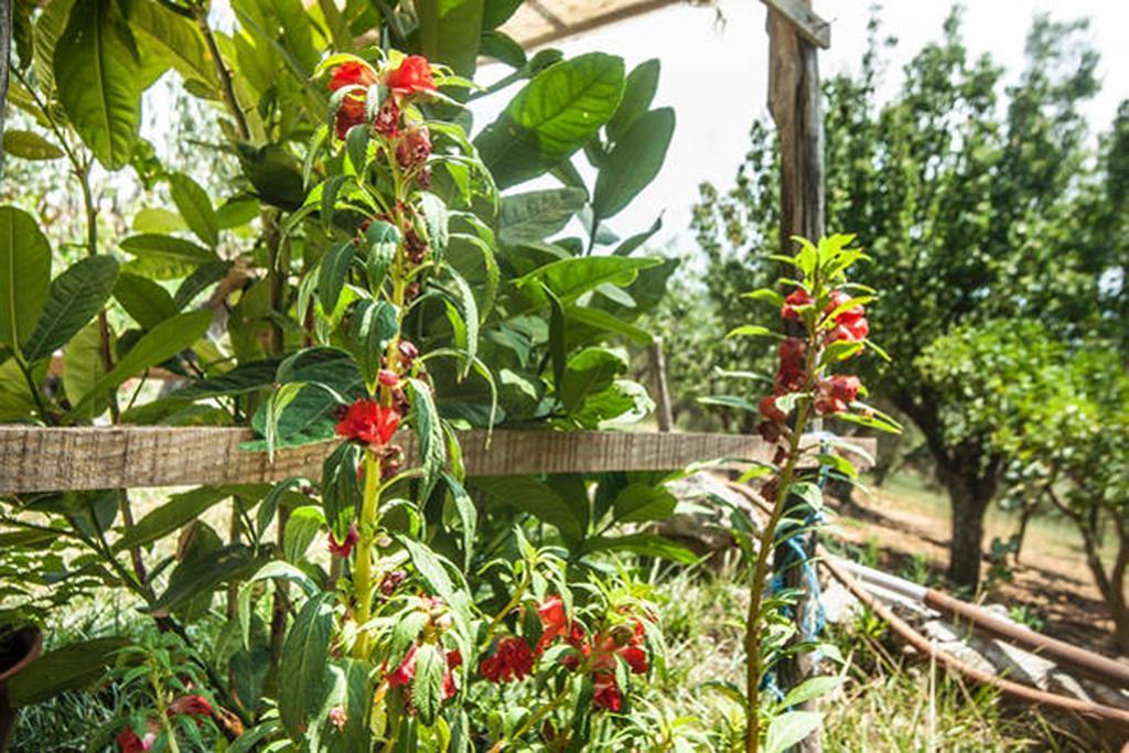 Agriturismo Miracco Atanasio Franco "Il Maniero" Santa Sofia d'Epiro Εξωτερικό φωτογραφία