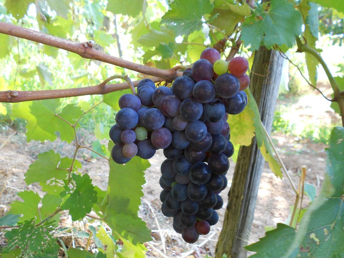 Agriturismo Miracco Atanasio Franco "Il Maniero" Santa Sofia d'Epiro Εξωτερικό φωτογραφία