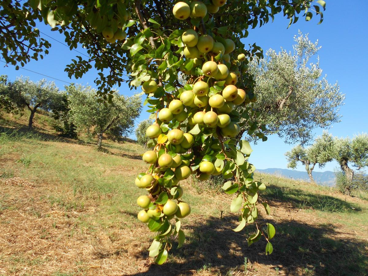 Agriturismo Miracco Atanasio Franco "Il Maniero" Santa Sofia d'Epiro Εξωτερικό φωτογραφία